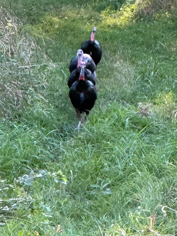 turkey hunt